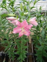 [5242 Canaletto No01.JPG]